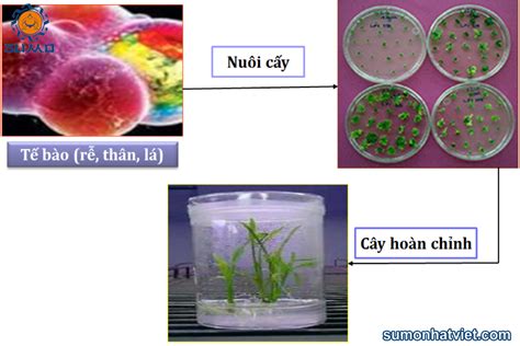 nong mo ts|Nuôi Cấy Mô Và Tế Bào Thực Vật .
